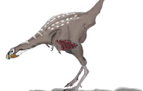 北票龙：体型第二大有羽毛恐龙（长2.2米/中国辽宁出土）