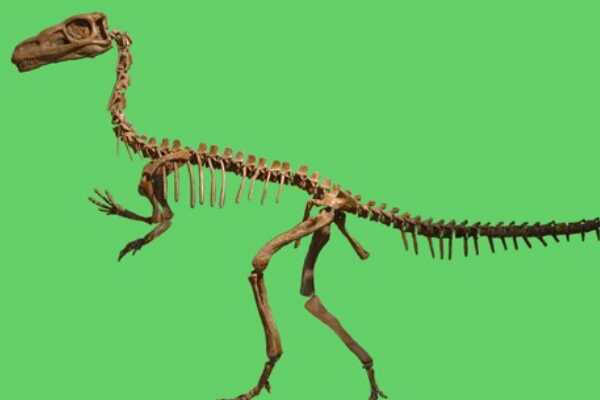 小型植食恐龙:鹤龙 与异齿龙是近亲(有两种特殊牙齿)