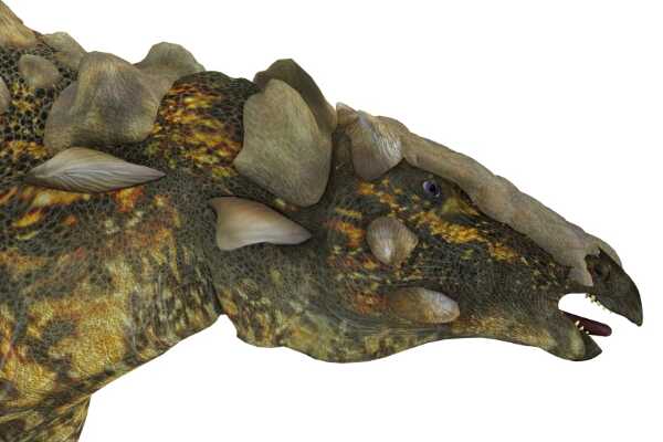 大型恐龙:计氏龙 一万只恐龙化石中仅它发现了肿瘤