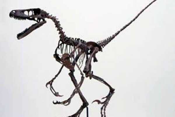 小型剑龙类:巨棘龙 肩膀长有一对巨大尖刺(达2米)