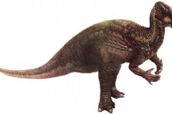 锦州龙：辽宁大型食草恐龙（长7米/距今1.25亿年前）