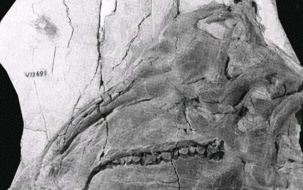 辽宁角龙：已知最早的新角龙类（长1米/距今1.25亿年前）