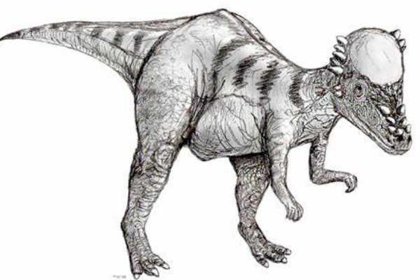 最大的偷蛋龙下目恐龙:哈格里芬龙 体长达3米(像鸵鸟)