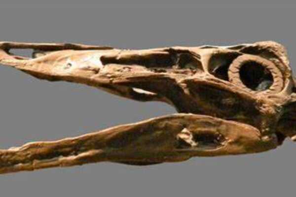 白垩纪厚头龙类:汉苏斯龙 长有头盔状顶骨(边缘带尖刺)