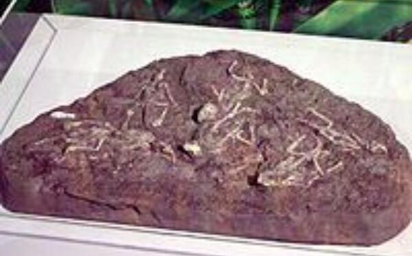 后凹尾龙：蒙古国大型恐龙（长10.5米/距今6500万年前）