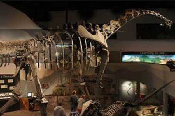植食恐龙:鸭嘴龙 化石遍布北美(头顶长有夸张冠饰)