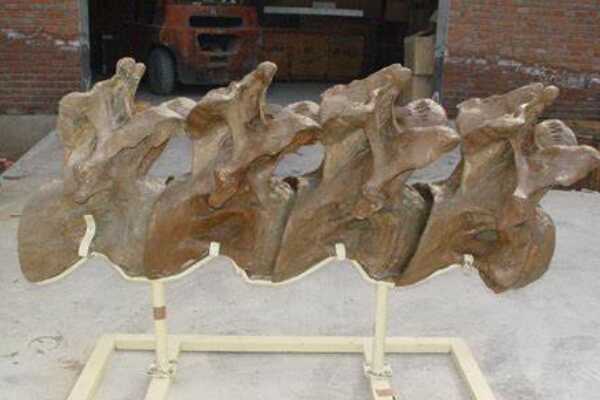 植食恐龙:鸭嘴龙 化石遍布北美(头顶长有夸张冠饰)