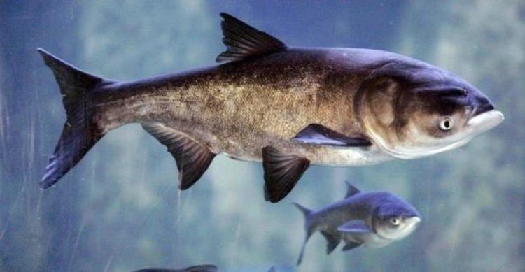 什么鱼含钙高并容易吸收,吸收率最高的钙