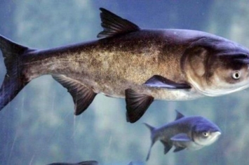 什么鱼含钙高并容易吸收,吸收率最高的钙