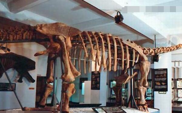 北方龙：辽宁巨型食草恐龙（长12米/距今8300万年前）