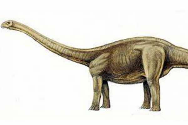青秀龙：中国巨型食草恐龙（长15米/距今6500万年前）