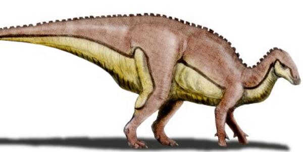 臧家庄诸城巨龙：山东巨型食草恐龙（长15米/6700万年前）