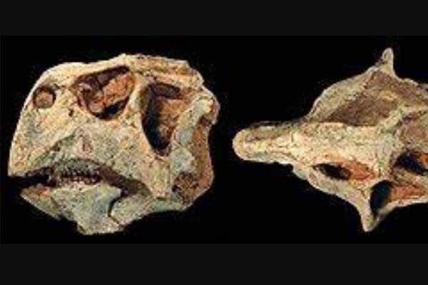 小型恐龙:华阳龙 中国最原始的剑龙科(长有1米长尖刺)