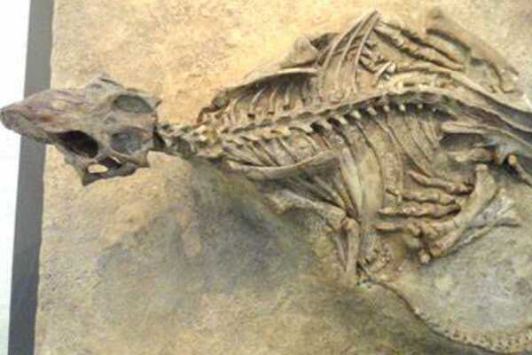 小型恐龙:华阳龙 中国最原始的剑龙科(长有1米长尖刺)