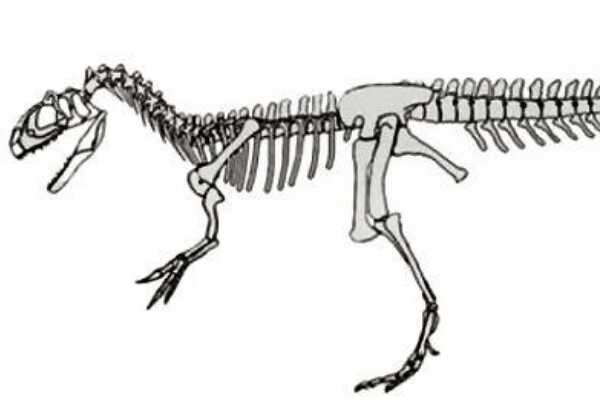 中型食肉恐龙:肌肉龙 最原始的阿贝力龙科(体长6-8米)