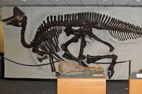 大型恐龙:隐面龙 最原始的阿贝力龙科(体长7米)