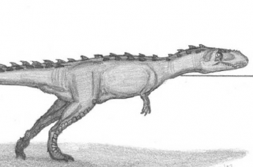 中型肉食恐龙:印度龙 体长6米(诞生于7千万年前)