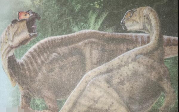 敏迷龙：南半球发现的第一条甲龙（长1米/澳大利亚出土）