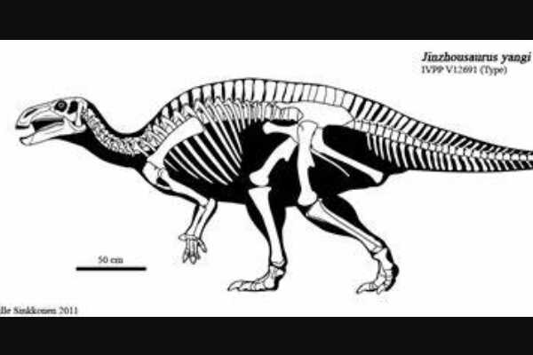 小型鸟脚类恐龙:热河龙 体长不足1米(最原始棱齿龙)