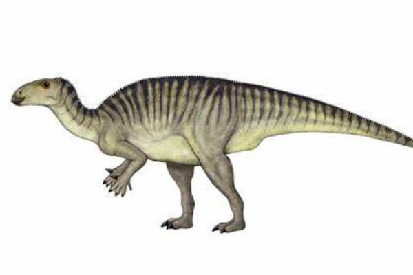 小型鸟脚类恐龙:热河龙 体长不足1米(最原始棱齿龙)