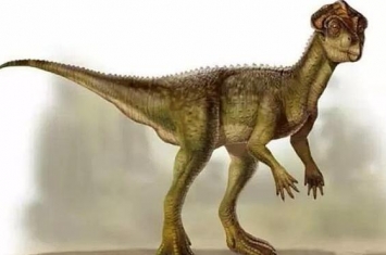隐龙：四川小型二足食草恐龙（长1米/距今1.55亿年前）
