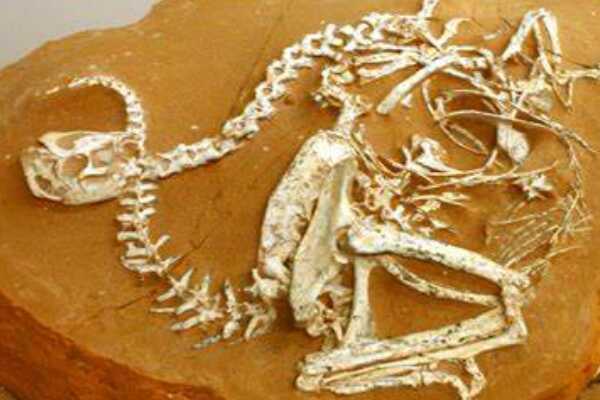 小型食肉恐龙:剖齿龙 体长50厘米(仅出土牙齿化石)