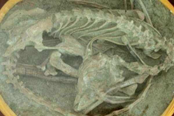 小型食肉恐龙:剖齿龙 体长50厘米(仅出土牙齿化石)