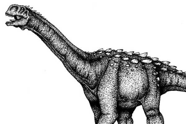 切齿龙 长有硕大的门牙(窃蛋龙中唯一的植食恐龙)