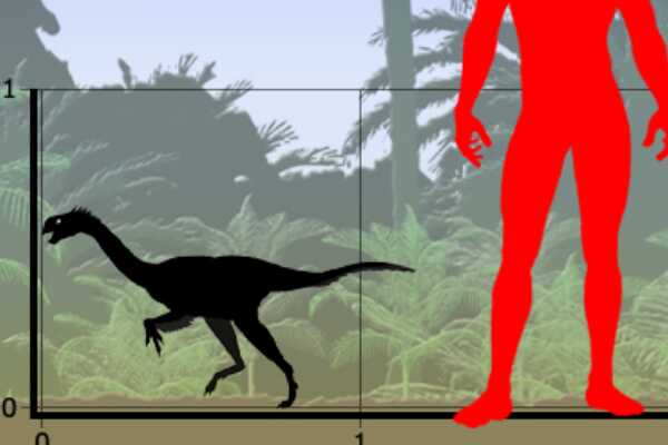 蒙古恐龙:足龙 具有典型夹跖特征(奔跑速度极快)