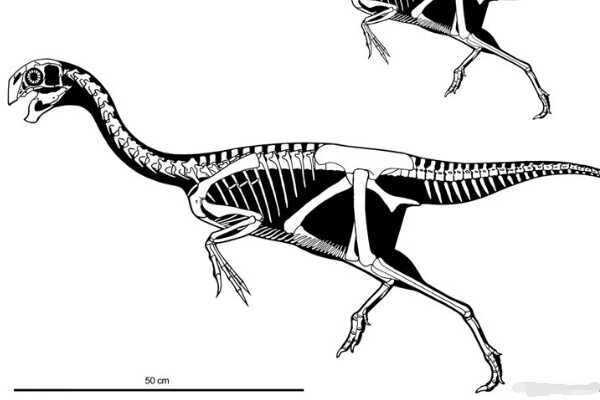蒙古恐龙:足龙 具有典型夹跖特征(奔跑速度极快)