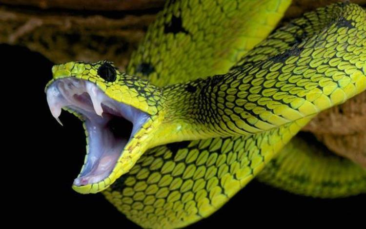 为什么毒蛇的毒液毒不死自己「为什么蛇的毒液能杀死人而它自身却没事」