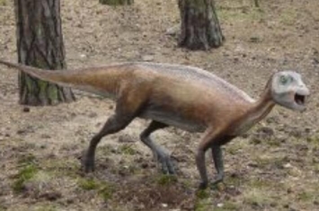 阿特拉斯科普柯龙：澳洲小型食草恐龙（长3米/1亿年前）