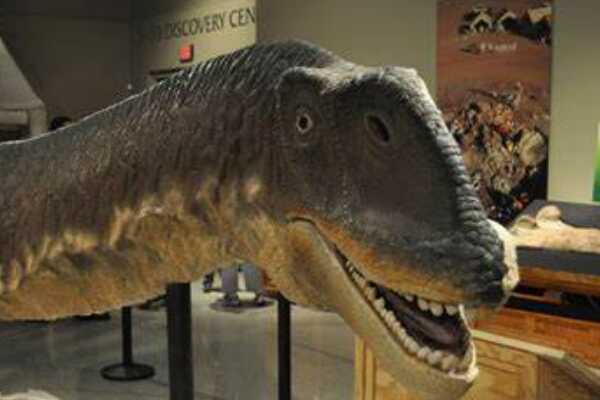 中型兽脚类恐龙:卡玛卡玛龙 体长5米(仅一块尾椎化石)