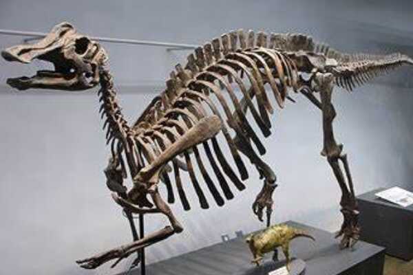 小型食肉恐龙:贾巴尔普尔龙 体长1.2米(仅出土尾椎化石)