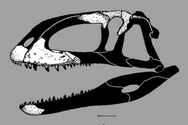 食肉牛龙：速度最快的食肉龙（长7.6米/8300万年前）
