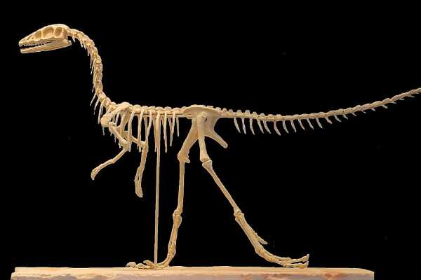 食肉牛龙：速度最快的食肉龙（长7.6米/8300万年前）