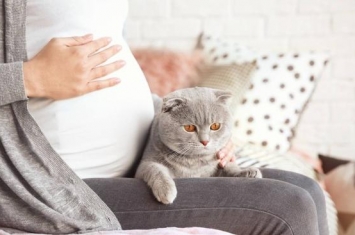 为什么怀孕期不能养猫,怀孕期间如何安全地养猫