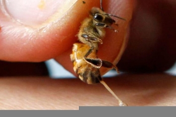 为什么蜜蜂蜇人后会死亡,为什么蜜蜂蜇人后蜜蜂也死掉