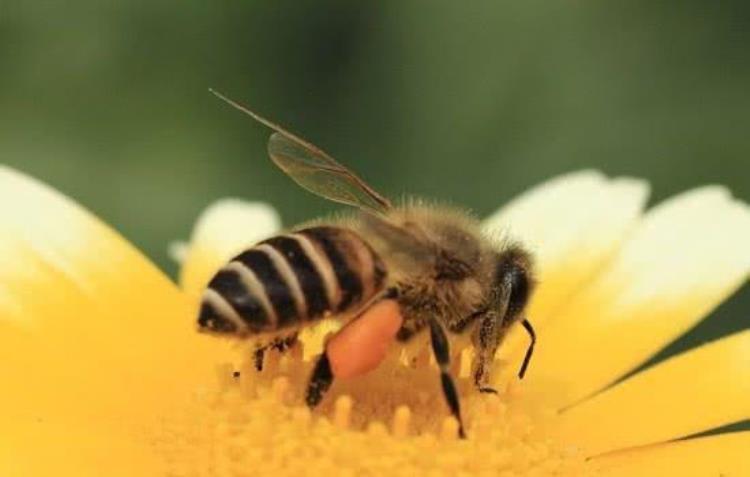 为什么蜜蜂蜇人后会死亡,为什么蜜蜂蜇人后蜜蜂也死掉