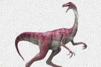 快达龙：澳大利亚小型食草恐龙（长1.8米/距今1.1亿年前）