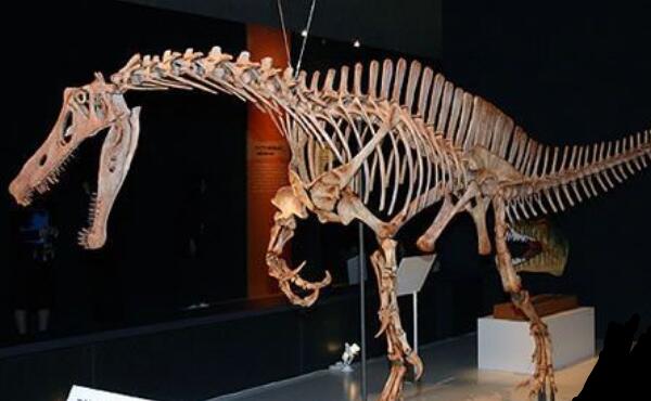 南方盗龙：南半球最大的驰龙类恐龙（长5米/6500万年前）