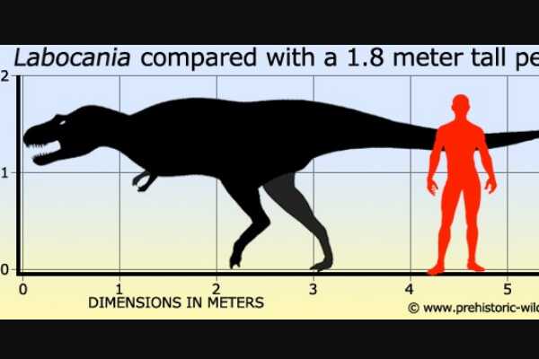崇高龙：阿根廷大型食肉恐龙（长8米/距今1亿年前）