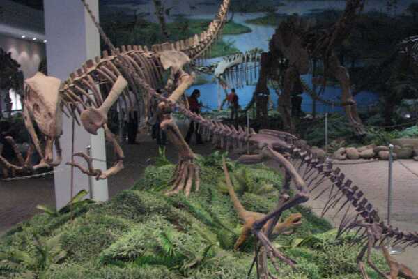 胜山龙:日本中型兽脚类恐龙(体长4米/生于白垩纪)