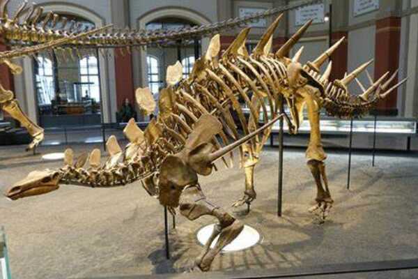 克拉玛依龙:大型鲨齿龙科恐龙(于中国新疆出土)