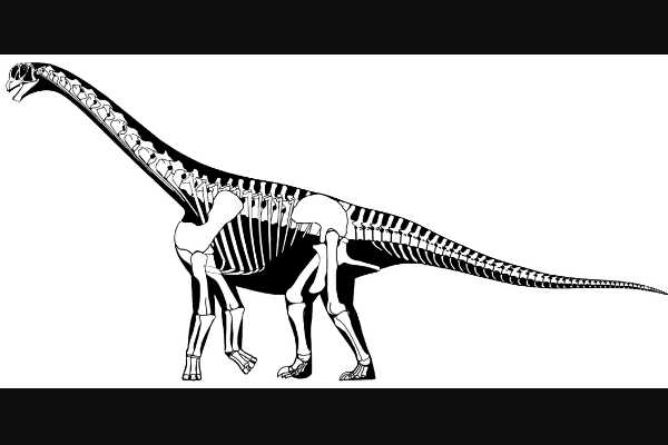 葡萄牙龙:欧洲最原始装甲恐龙(体长仅4米/1.9亿年前)