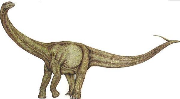 风神龙：阿根廷食草恐龙（长15米/距今8300万年前）