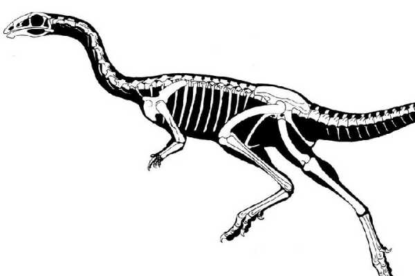 列弗尼斯氏龙:大型植食恐龙(体长8米/仅出土颅骨)
