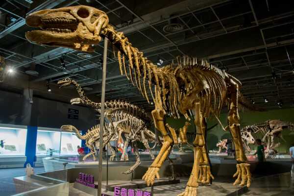 秃鹫龙：阿根廷大型食草恐龙（长17米/距今8600万年前）