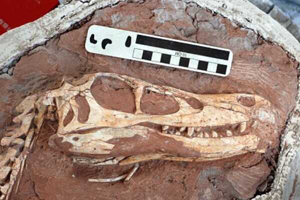 沉龙:非洲大型鸟脚类恐龙(体长9米/长有巨大拇指)