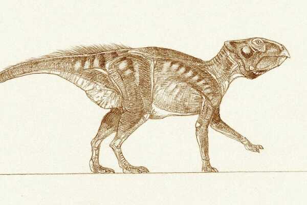 冠长鼻龙:北美小型植食恐龙(体长4.5米/鼻骨突出)